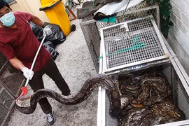 Piya Saereerak: Rắn "tấn công" Bangkok do có nguồn thức ăn "tủ"