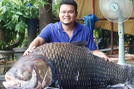 Lý lịch những loài cá “khủng” từng “bơi” về Sài Gòn