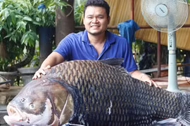Lý lịch những loài cá “khủng” từng “bơi” về Sài Gòn