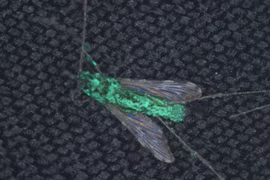 Sửng sốt phát hiện cách diệt sạch muỗi trên Trái đất