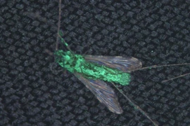 Sửng sốt phát hiện cách diệt sạch muỗi trên Trái đất