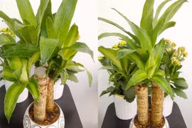 Loại cây mang may mắn, tài lộc cho gia chủ 