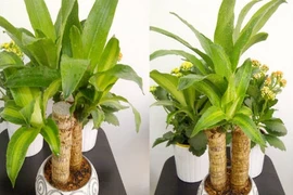 Loại cây mang may mắn, tài lộc cho gia chủ 