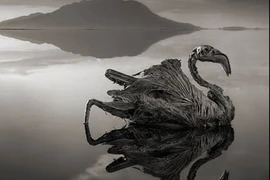 Kỳ bí hồ nước “ma” biến động vật thành đá