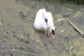 Video: Cảm động thiên nga cố gắng cứu bạn chìm dần trong sình lầy 