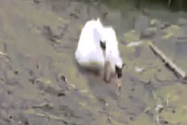 Video: Cảm động thiên nga cố gắng cứu bạn chìm dần trong sình lầy 