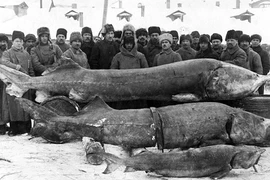 Kinh ngạc 10 bức ảnh lịch sử chưa một lần hé lộ 