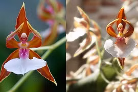 Ngắm những loại hoa khiến nhiều người tròn mắt vì hình dáng chẳng giống ai 