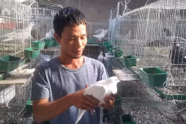 Bỏ vô lăng về quê nuôi chim ưa sạch và con “chết sớm”, lãi 13 triệu/tháng