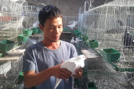 Bỏ vô lăng về quê nuôi chim ưa sạch và con “chết sớm”, lãi 13 triệu/tháng