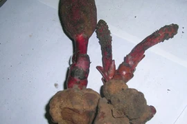 Sự thật loài nấm giúp quý ông sung mãn, quý bà hồi xuân