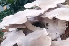 Sơn La: Đổ xô đi xem nấm trắng khổng lồ, độc, lạ to như quạt nan