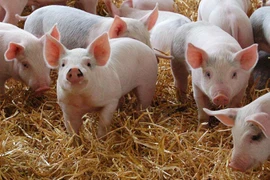 Giải mã sức lây lan khủng khiếp của dịch tả lợn châu Phi