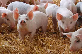 Giải mã sức lây lan khủng khiếp của dịch tả lợn châu Phi