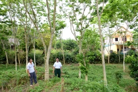 Giàu nhất vùng vì “chôn kho báu” trong vườn cách đây 15 năm