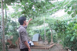 Giàn bầu bí ẩn trong nhà kẻ tâm thần giết mẹ