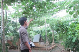 Giàn bầu bí ẩn trong nhà kẻ tâm thần giết mẹ