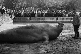 Ảnh hiếm vườn thú Copenhagen ở Anh những năm 1930