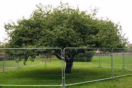 Chuyện thú vị về cây táo có quả rơi trúng đầu Isaac Newton