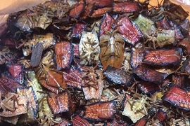 Bọ xít non mùi hôi đáng sợ: Đắt hơn bò Mỹ, rang ăn cả cân