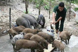 Viết về "Robinson" Thượng úy Lê Quý Lộc trên đảo Cô Tô