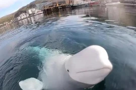 Độc đáo cá voi trắng trộm máy quay du khách rồi quyết trả lại