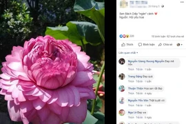 Xôn xao hoa sen 1.000 cánh: Dân chơi phát sốt, lùng khắp Việt Nam