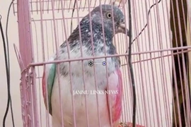Bị kết tội gián điệp, chim bồ câu chịu hình phạt giam giữ
