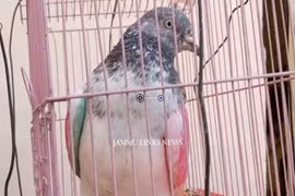 Bị kết tội gián điệp, chim bồ câu chịu hình phạt giam giữ