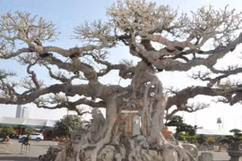 Cận cảnh cây sanh cổ 125 năm tuổi được định giá khoảng 10 tỷ