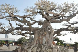 Cận cảnh cây sanh cổ 125 năm tuổi được định giá khoảng 10 tỷ