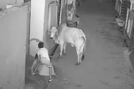Bò “điên” tấn công người bà trên phố, cậu bé lao tới giải cứu