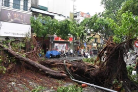 Cần trồng lại cây bị bão quật ở Hà Nội nhiều nhất có thể