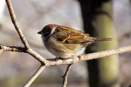 Vì sao chim sẻ sống thì thấy nhiều, chết lại mất tích?