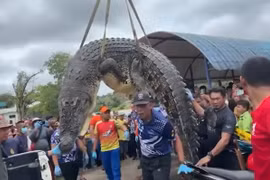 Mổ bụng cá sấu khổng lồ, kinh hãi khi thấy thứ bên trong