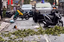 Đang trên đường đón con, người phụ nữ bị cây rơi trúng tử vong