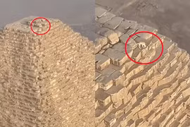 Bắt quả tang chú chó “lang thang” trên đỉnh Kim tự tháp Giza