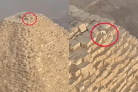Bắt quả tang chú chó “lang thang” trên đỉnh Kim tự tháp Giza