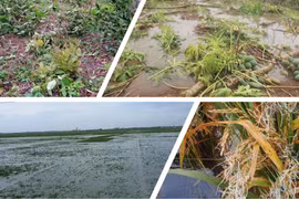 Ngập lụt, lúa nảy mầm như giá đỗ, thiệt hại 3.000 tỉ đồng