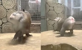 Chú khỉ tạo dáng chuyên nghiệp, thần thái như model cho du khách chụp ảnh