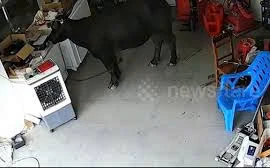 Trâu dữ nổi điên tấn công người giữa phố và cái kết đắng lòng 