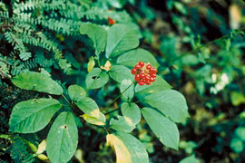 Việt Nam mới là quốc gia sở hữu loại sâm quý giá nhất thế giới!