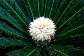 Loài cây hiếm khi nở hoa, cứ nở là được coi như điềm báo