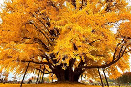 Cây bạch quả 1000 năm tuổi rực rỡ tại Hàn Quốc