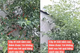 Cây ớt “cao nhất Việt Nam”, chủ nhân phải leo thang để hái