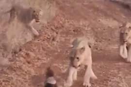 Lửng mật một mình “cân” 4 sư tử và cái kết khiến ai cũng "ngã ngửa"