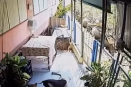 Chó Pitbull đại chiến rắn hổ mang và cái kết không tưởng