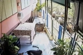 Chó Pitbull đại chiến rắn hổ mang và cái kết không tưởng