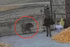 Thót tim hổ dữ cào cửa định xông vào nhà tấn công người 