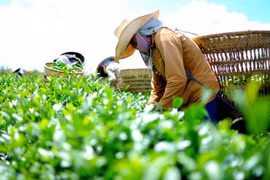 Việt Nam thu 4.000 tỷ đồng từ xuất khẩu chè 